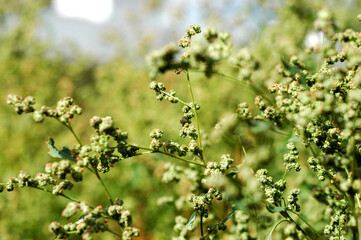 blossoming tree in spring