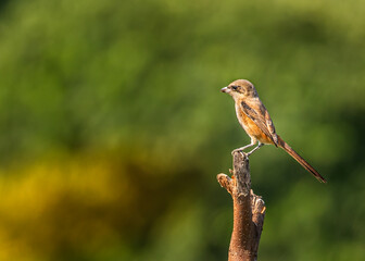 A Long tail Shrike resting on a wooden log