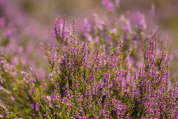 Blooming heather in National Park Maasduinen in the Netherlands