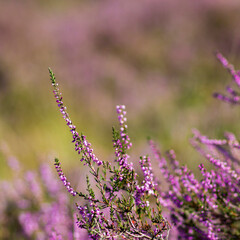 Blooming heather in National Park Maasduinen in the Netherlands