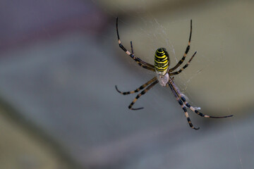 Big Wasp spider (Argiope bruennichi) on web. Beautiful striped Wasp Spider on blurred background.