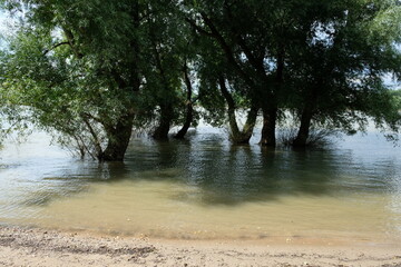 FU 2021-08-01 Rheinpark 115 Im Hochwasser stehen Bäume