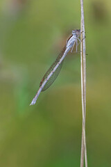 Gemeine Winterlibelle