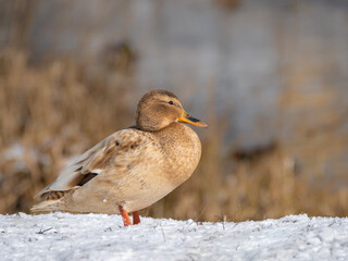 One leucistic (albino) light brown female mallard duck perched on snow on the pond shore