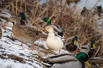 One leucistic (albino) female mallard duck walking among the other mallard ducks in usual plumage color on the snow