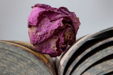 faded rosebud on the spine of a vintage book or diary - obrazy, fototapety, plakaty
