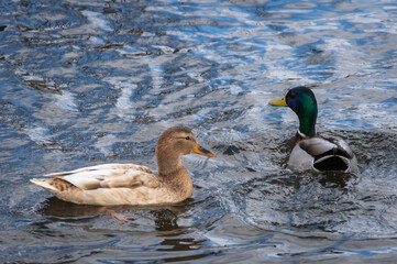 One leucistic (albino) light brown female mallard duck and one usual plumage male mallard swimming in the water
