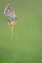 In the flower's cup, fine art portrait of Common blue butterfly (Polyommatus icarus)