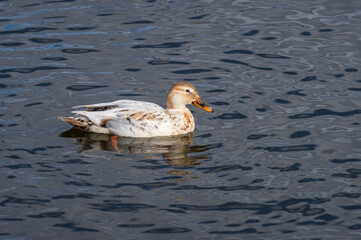 One leucistic (albino) female mallard duck swimming in the water