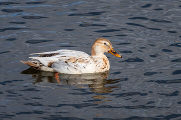 One leucistic (albino) female mallard duck swimming in the water