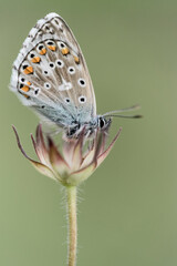 Extreme closeup for the beautiful common Blue (Polyommatus icarus)