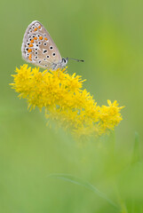 Fine art portrait of Common blue butterfly perched on flower (Polyommatus icarus)