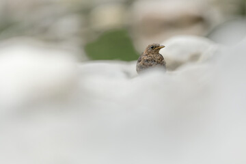 Young blackbird among the rocks (Turdus merula)