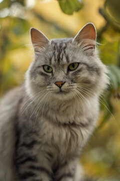 A close-up photo of a gray fluffy cat.