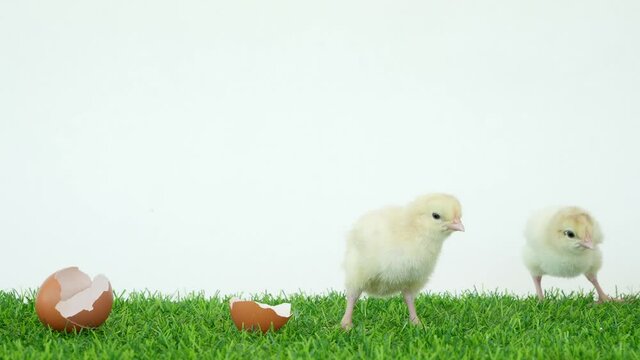 Two crazy chick has hatched from an egg. Bird in shell. A funny video. Poultry farm and healthy pets. Chickens and roosters. Little chicks. Broken egg shell.