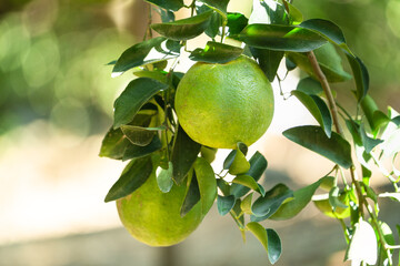 Fresh ripe tangerine orange on the tree in the orange garden orchard.