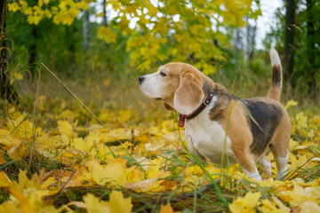 a beagle dog on a walk in an autumn park against the background of yellow foliage