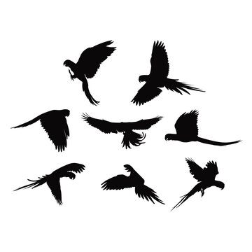 Macaw bird silhouette, fliying bird silhouette