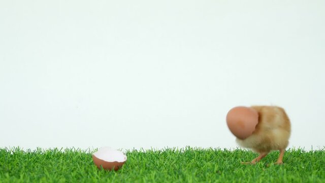 The chick has hatched from an egg. Bird in shell. A funny video. Poultry farm and healthy pets. Chickens and roosters. Little chicks. Broken egg shell.