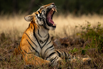 angry wild royal bengal female tiger yawing with long canines in cold winter season during outdoor wildlife safari at forest of central india - panthera tigris tigris © Sourabh