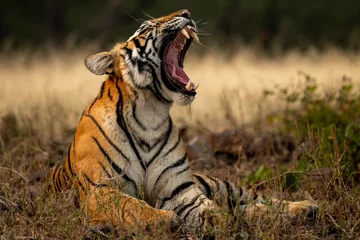 Fototapete Rund angry wild royal bengal female tiger yawing with long canines in cold winter season during outdoor wildlife safari at forest of central india - panthera tigris tigris © Sourabh
