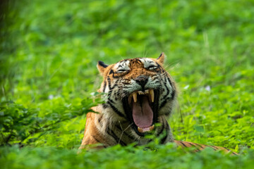 angry wild royal bengal male tiger yawing with long canines in natural monsoon green rainy season...