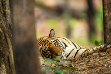 Fototapeta na wymiar wild royal bengal male tiger portrait with eye contact in outdoor wildlife safari at bandhavgarh national park or tiger reserve madhya pradesh india - panthera tigris tigris