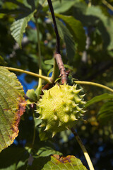 green horse chestnut - aesculus hippocastanum, conker tree raw fruit