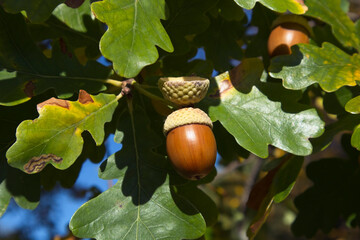 oak leaves and acorn in autumn