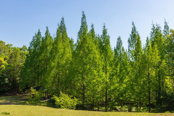 Fototapeta na wymiar Green Metasequoia forest , kagawa, Shikoku, Japan 