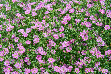 Background from many small pink flowers.