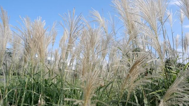 Beautiful Japanese silver grass flower sway in the wind Sliver grass backgrounded blue sky. Miscanthus floridulus