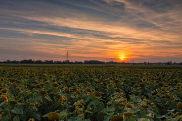 A huge field of yellow sunflowers at the late sunset with the orange glowing sun in the background - concept for idyllic nature in summer.