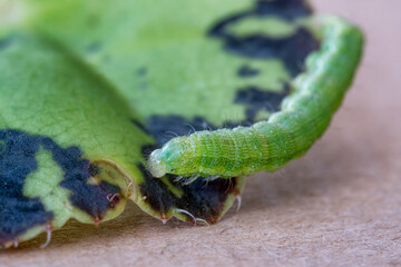 A caterpillar slides on a green leaf