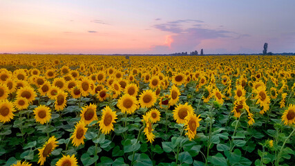 Obraz premium sunflower field in the morning