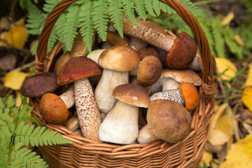 Edible different wild mushrooms porcini boletus in wicker basket in fern green leaves in autumn fall forest close up, macro - obrazy, fototapety, plakaty