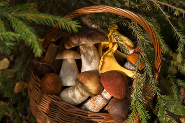 Edible different wild mushrooms porcini in wicker basket in autumn fall forest in sunlight close...