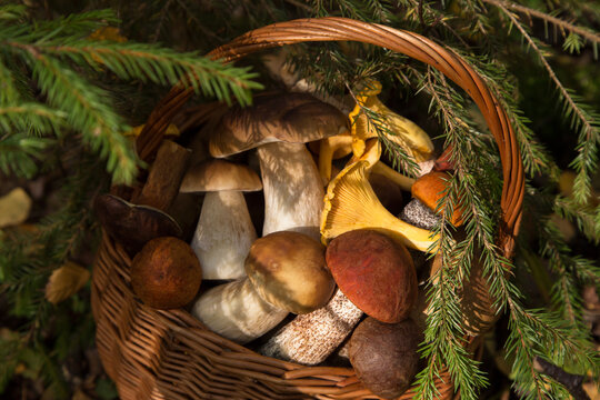 Edible different wild mushrooms porcini in wicker basket in autumn fall forest in sunlight close up, macro