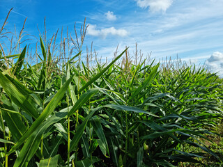 Growing cornfield in Denmark Bornholm island. Summer season