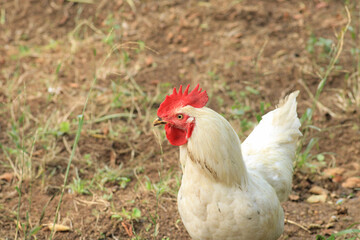 red white rooster animal photo
