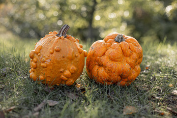 Trendy ugly organic orange pumpkins on the grass. Thanksgiving, harvest, halloween concept.