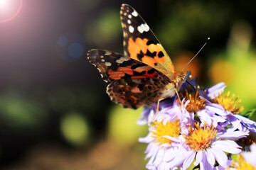 Obraz na płótnie Canvas butterfly sitting on a purple flower