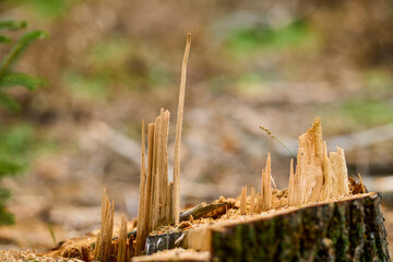 the stump of a recently cut tree