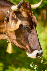 Close-up of a large cow's head. Rural beautiful landscape.