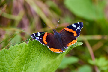 Fototapeta na wymiar a beautiful butterfly sitting on a plant on a sunny summer day