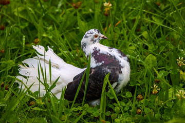 portrait with a pigeon in close up