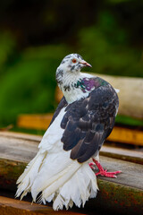 portrait with a pigeon in close up
