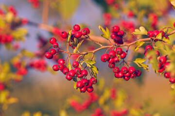 Fototapeta na wymiar Red hawthorn berries on the branches of a tree .