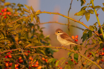 a small and beautiful bird on a bouquet of rosehips in the sunset light