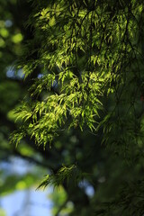 green forest background
